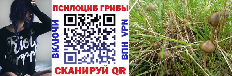 закладка  Томари  Псилоцибиновые грибы MAGIC MUSHROOMS 